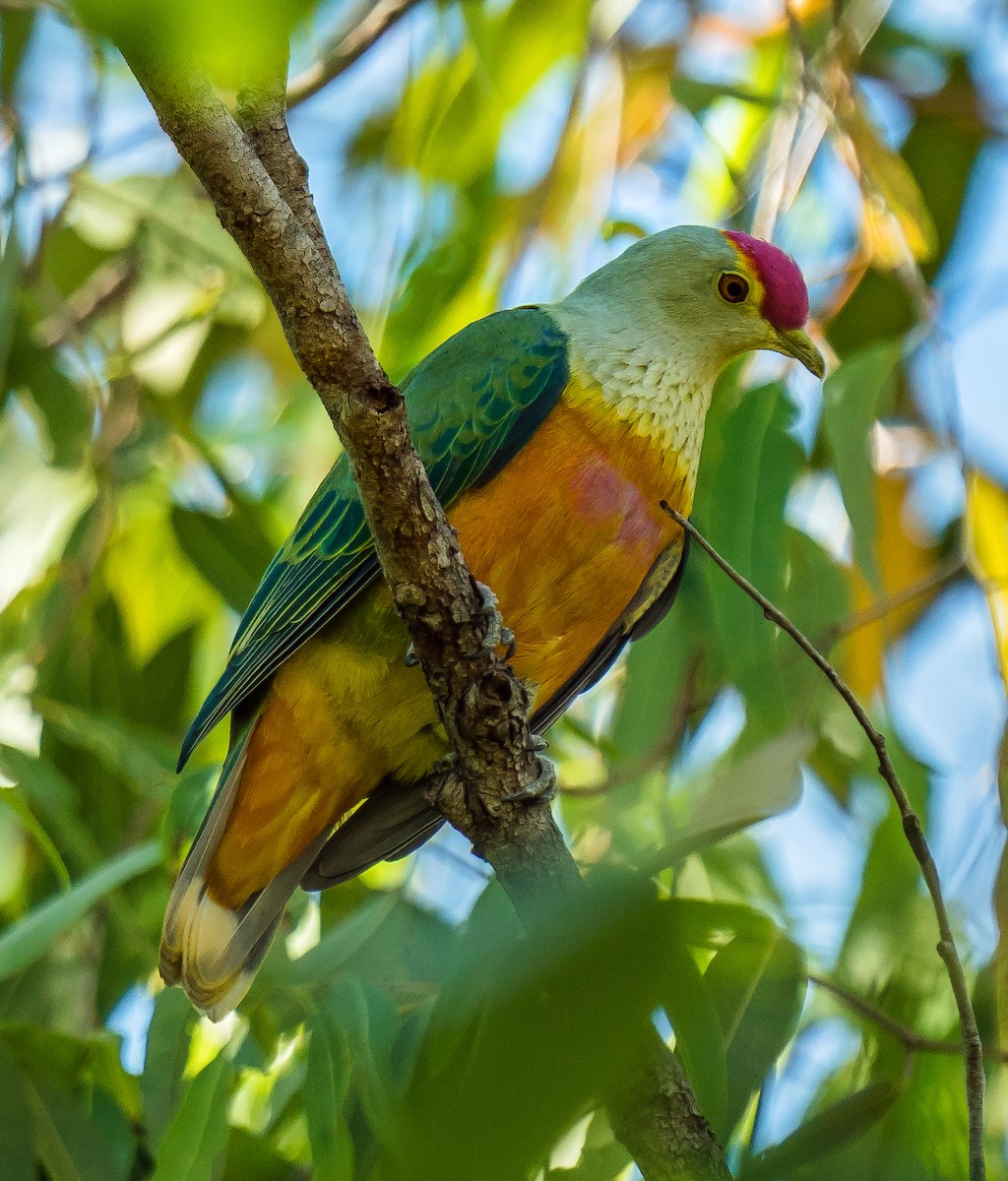 Rose-crowned Fruit-Dove - ML611747159