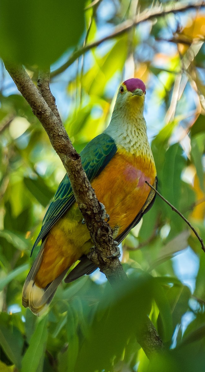 Rose-crowned Fruit-Dove - ML611747160