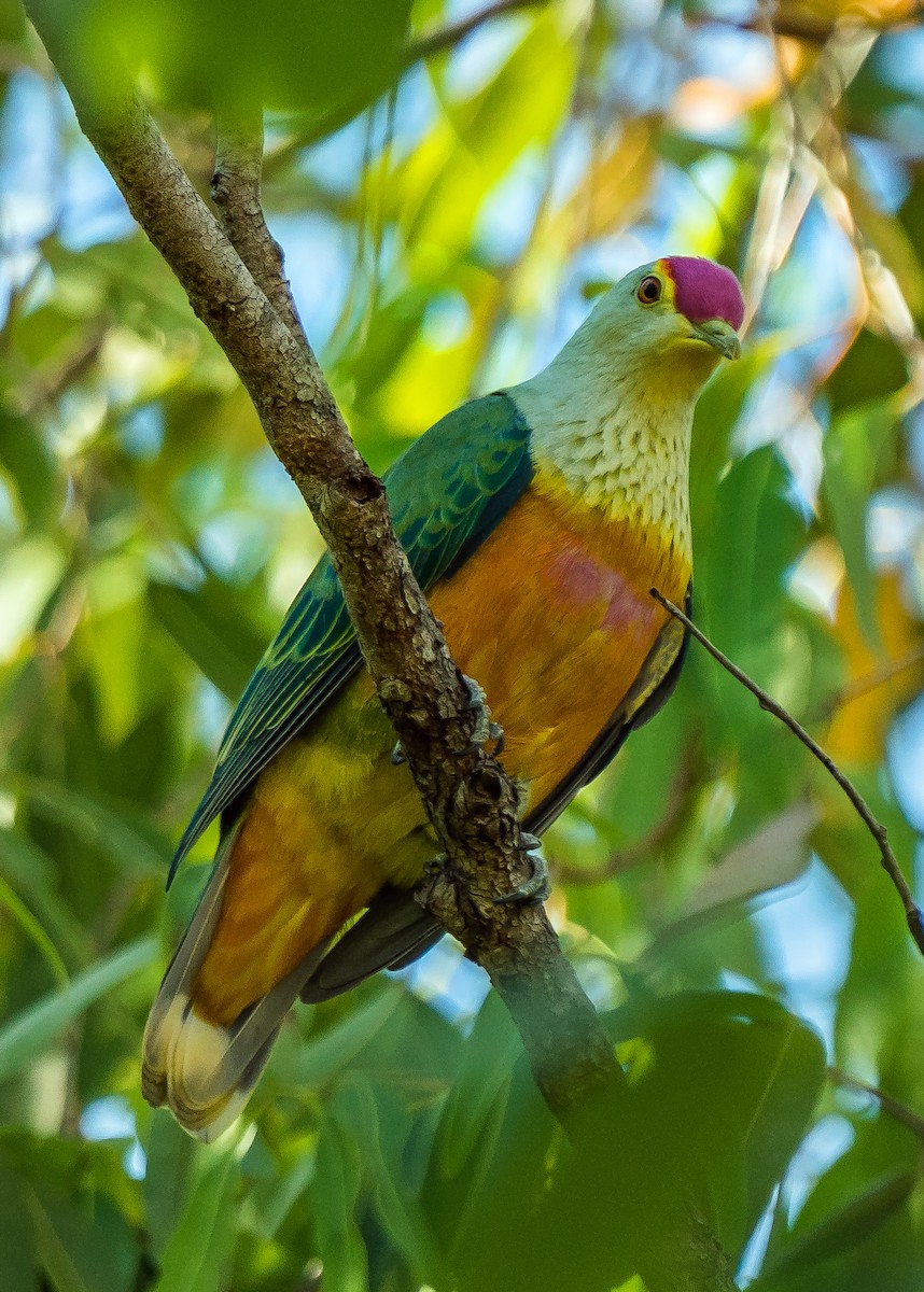 Rose-crowned Fruit-Dove - ML611747161