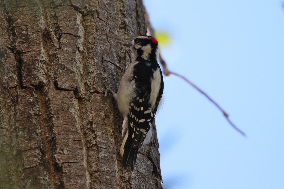 Downy Woodpecker - ML611747162