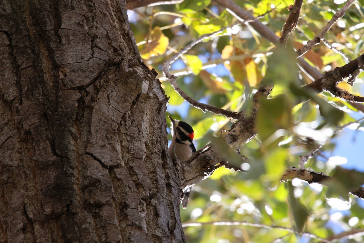 Downy Woodpecker - ML611747163