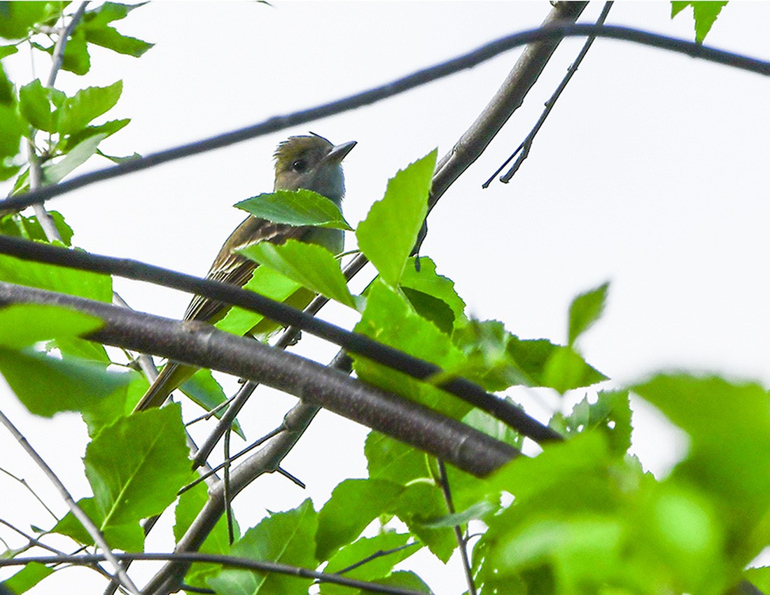 Great Crested Flycatcher - ML61174721