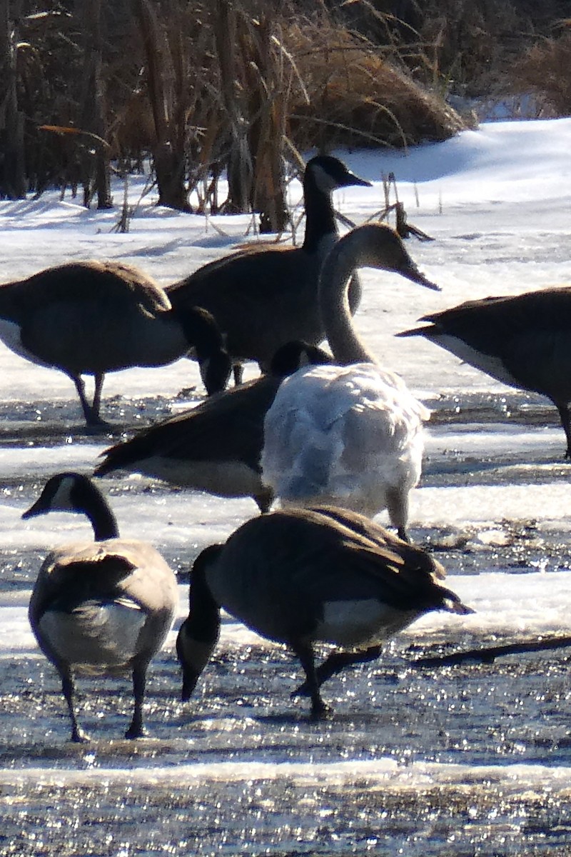 Tundra Swan - K K