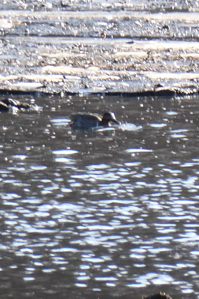 Green-winged Teal - K K