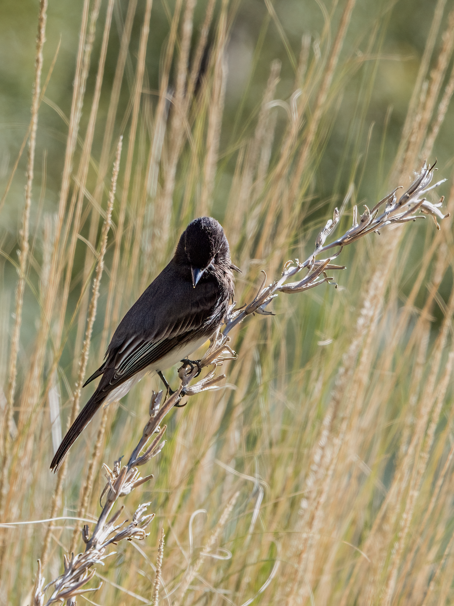 Black Phoebe - ML611747315