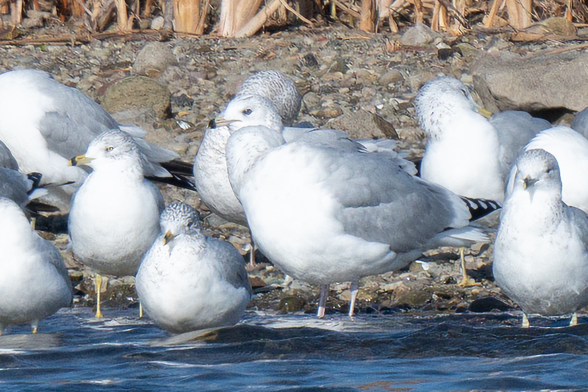 Goéland argenté - ML611747351