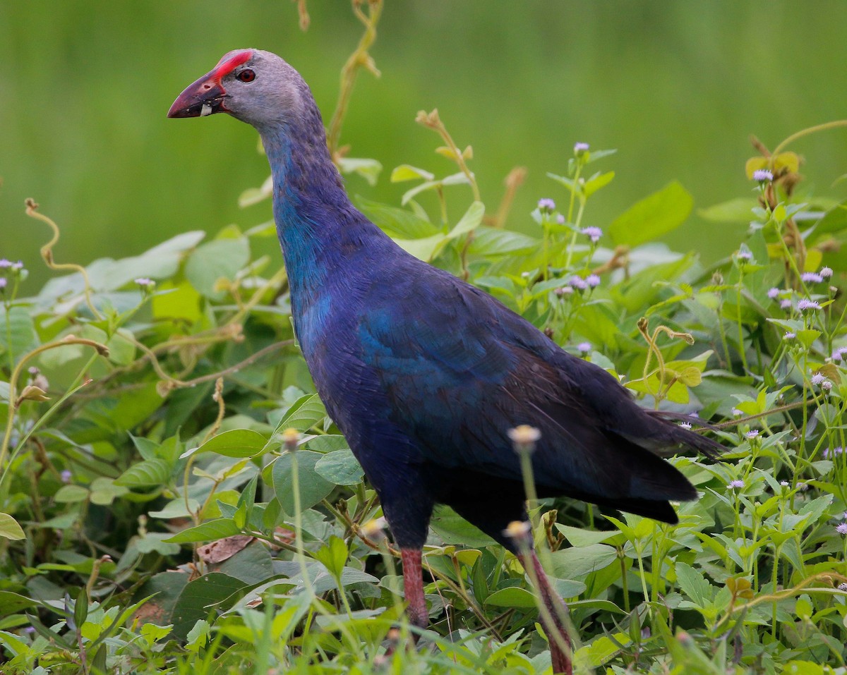 Gray-headed Swamphen - ML611747378