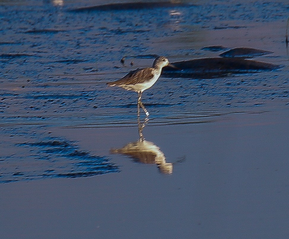 Common Greenshank - Neoh Hor Kee