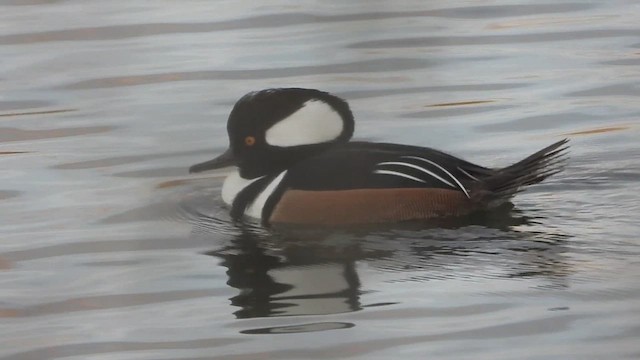 Hooded Merganser - ML611747468