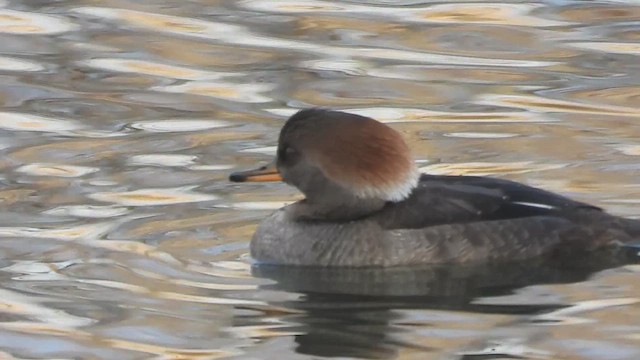 Hooded Merganser - ML611747469