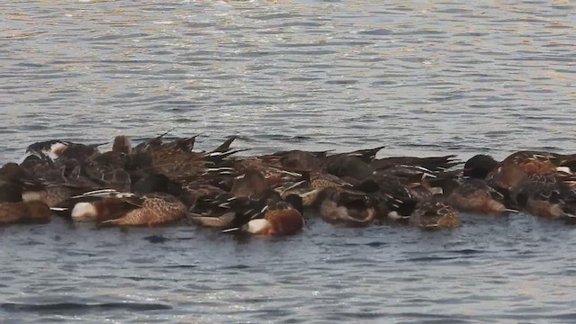 Northern Shoveler - ML611747472