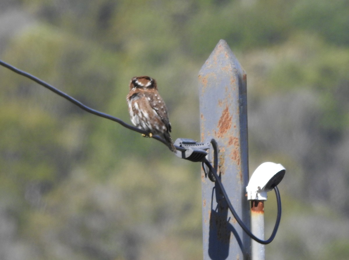 Austral Pygmy-Owl - ML611747596