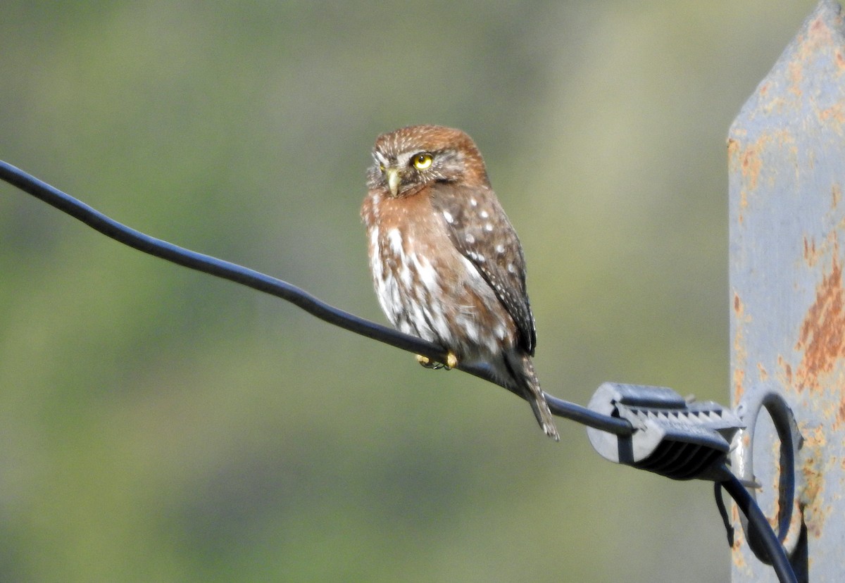 Austral Pygmy-Owl - ML611747598