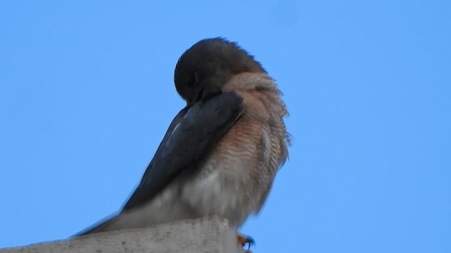 נץ הים הכספי - ML611747639