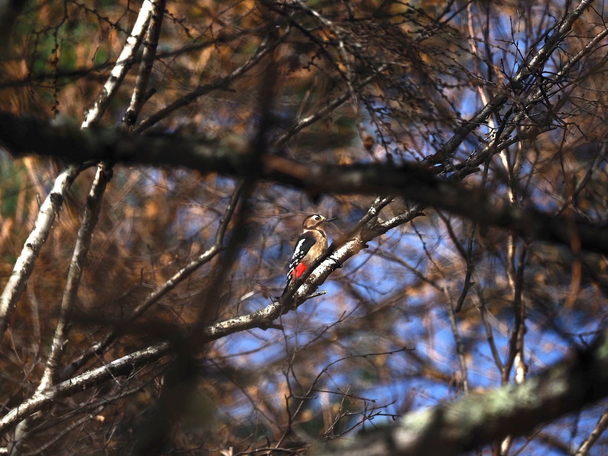 Great Spotted Woodpecker - ML611747656