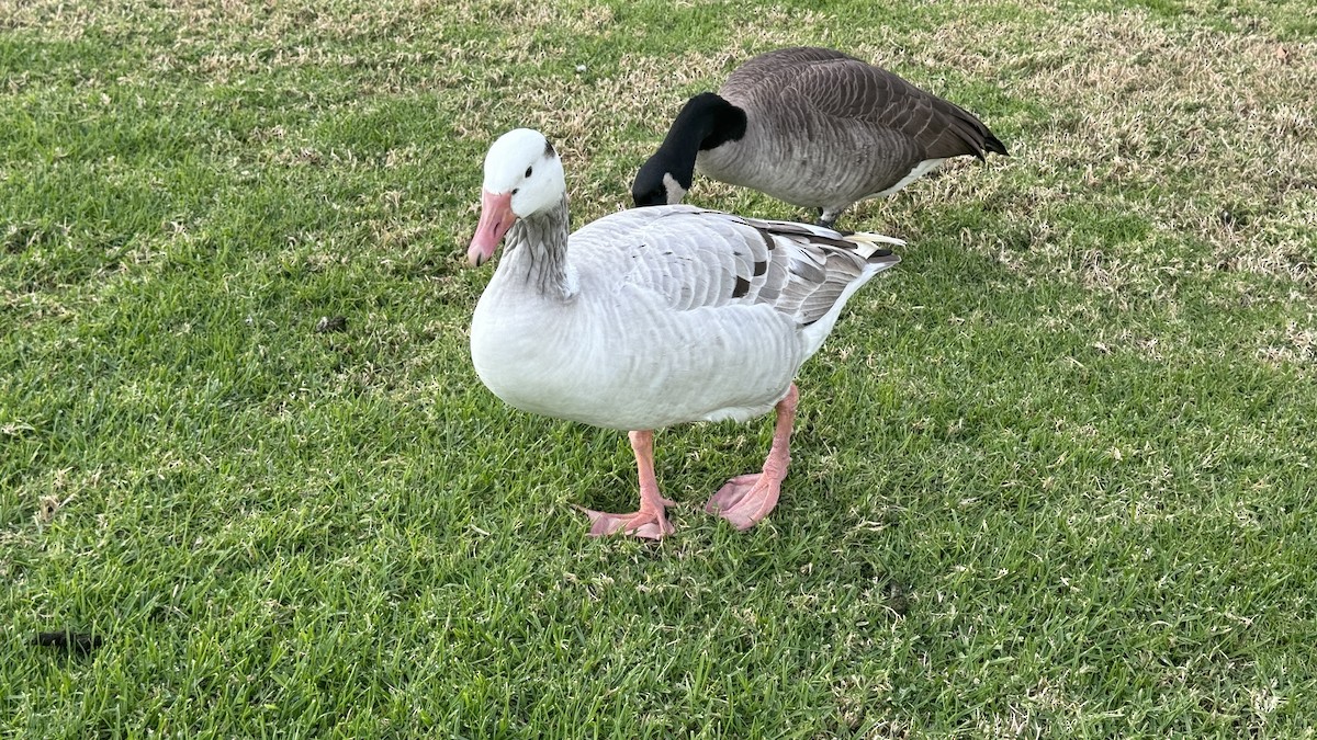 tanımsız kaz (Anser/Branta sp.) - ML611747750