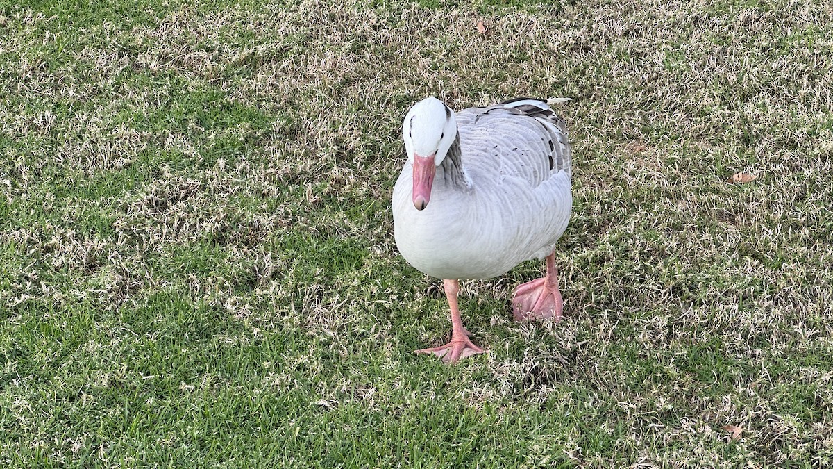 goose sp. - ML611747751