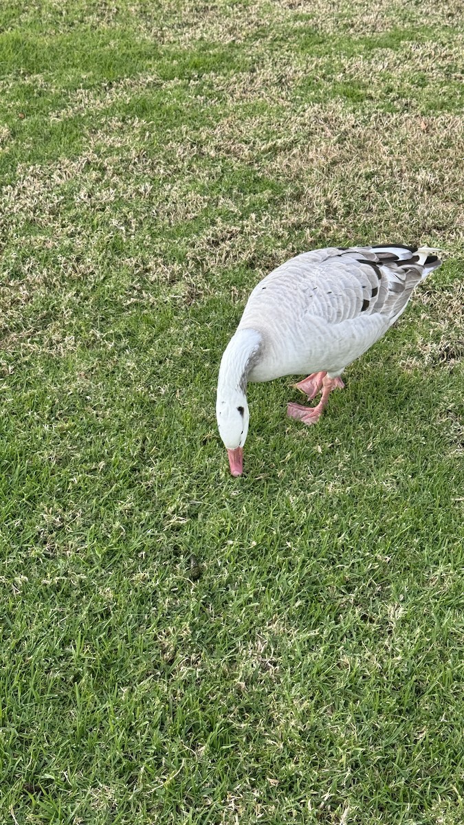 tanımsız kaz (Anser/Branta sp.) - ML611747757