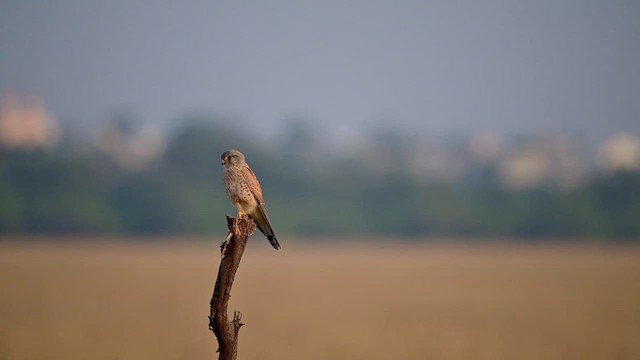 Eurasian Kestrel - ML611747768