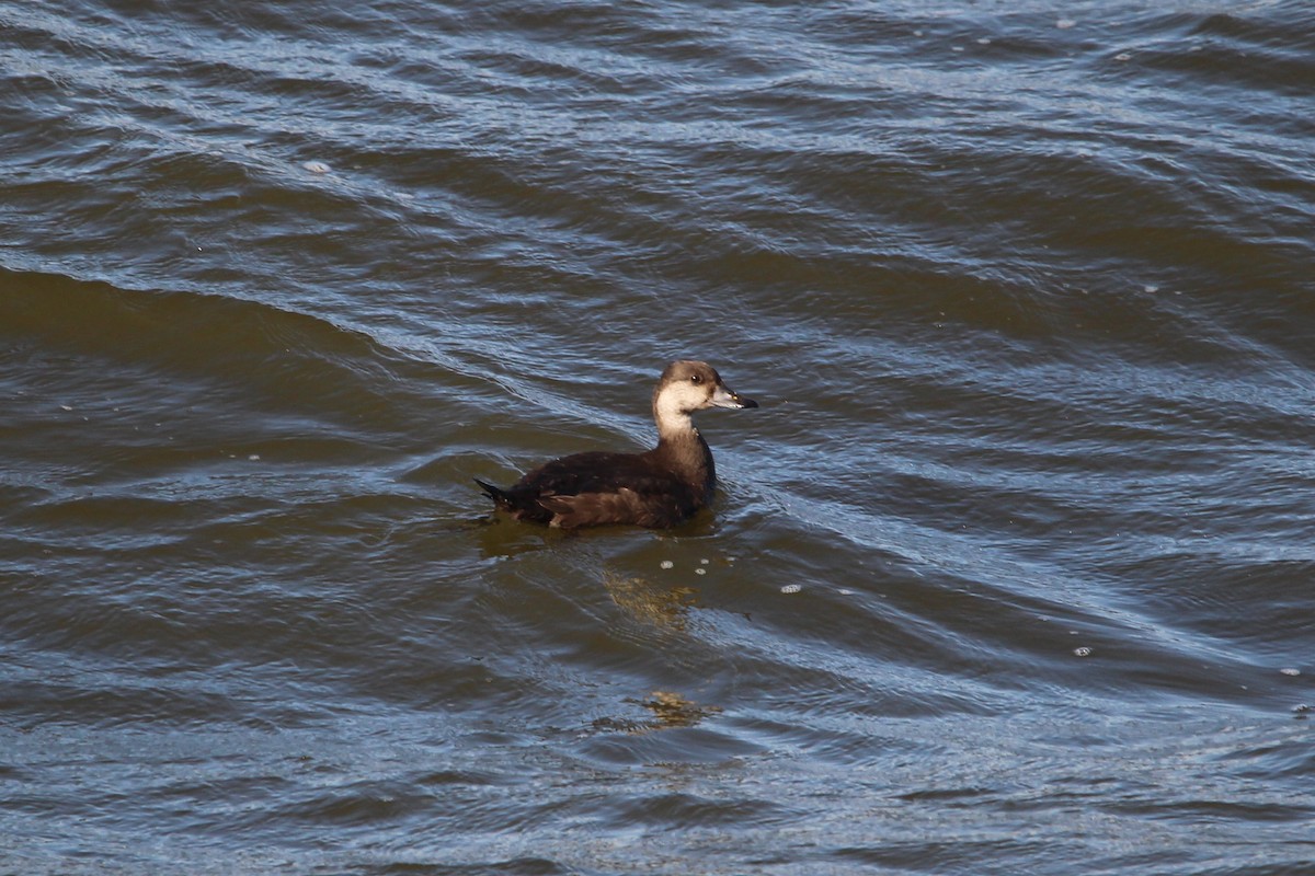 Black Scoter - Jesse Pline