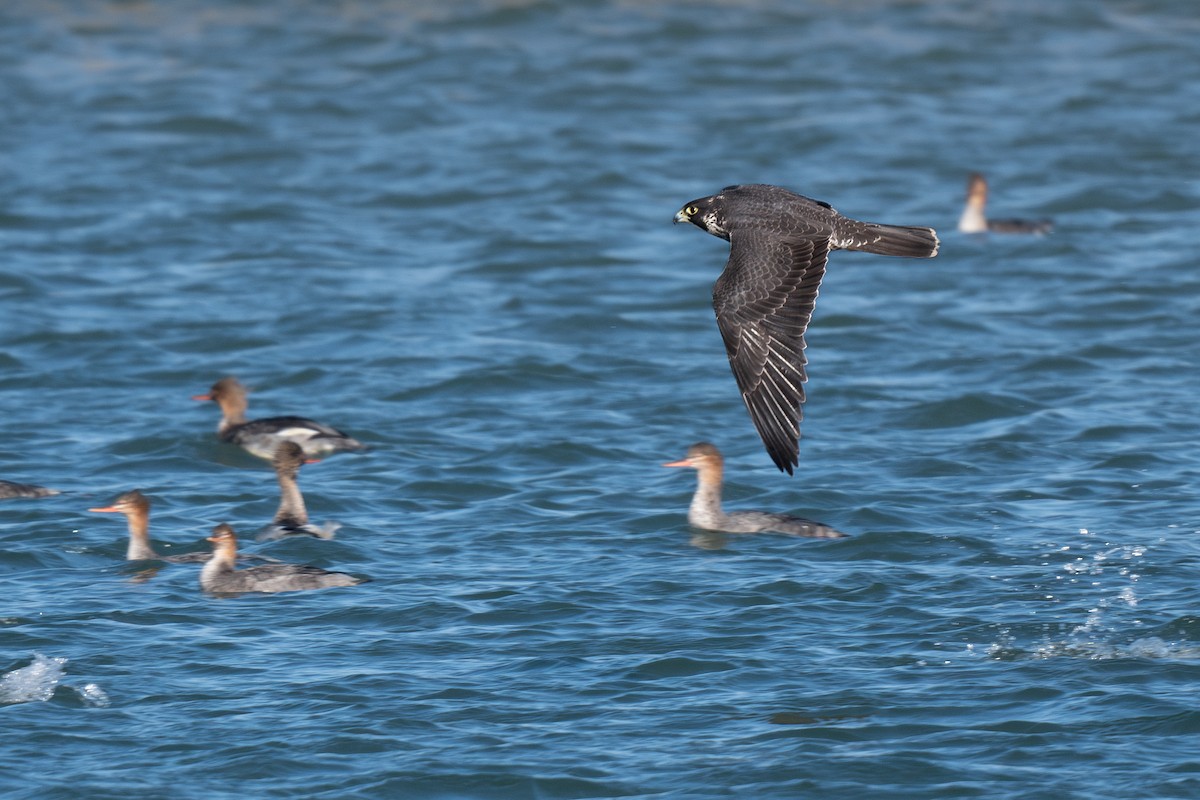 Peregrine Falcon - Ian Campbell