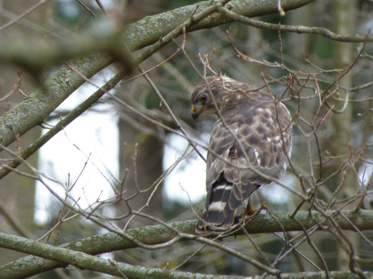 ハネビロノスリ（platypterus） - ML611747820