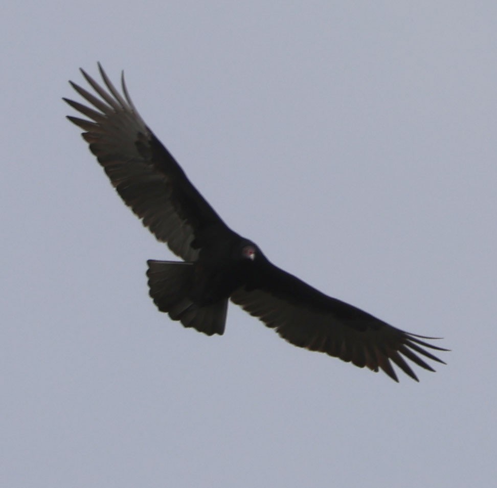 Turkey Vulture - Diane Etchison