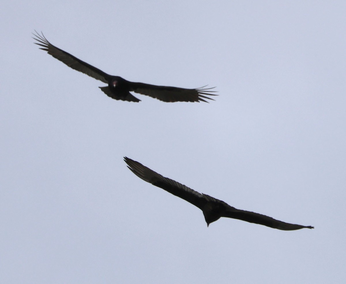 Turkey Vulture - Diane Etchison