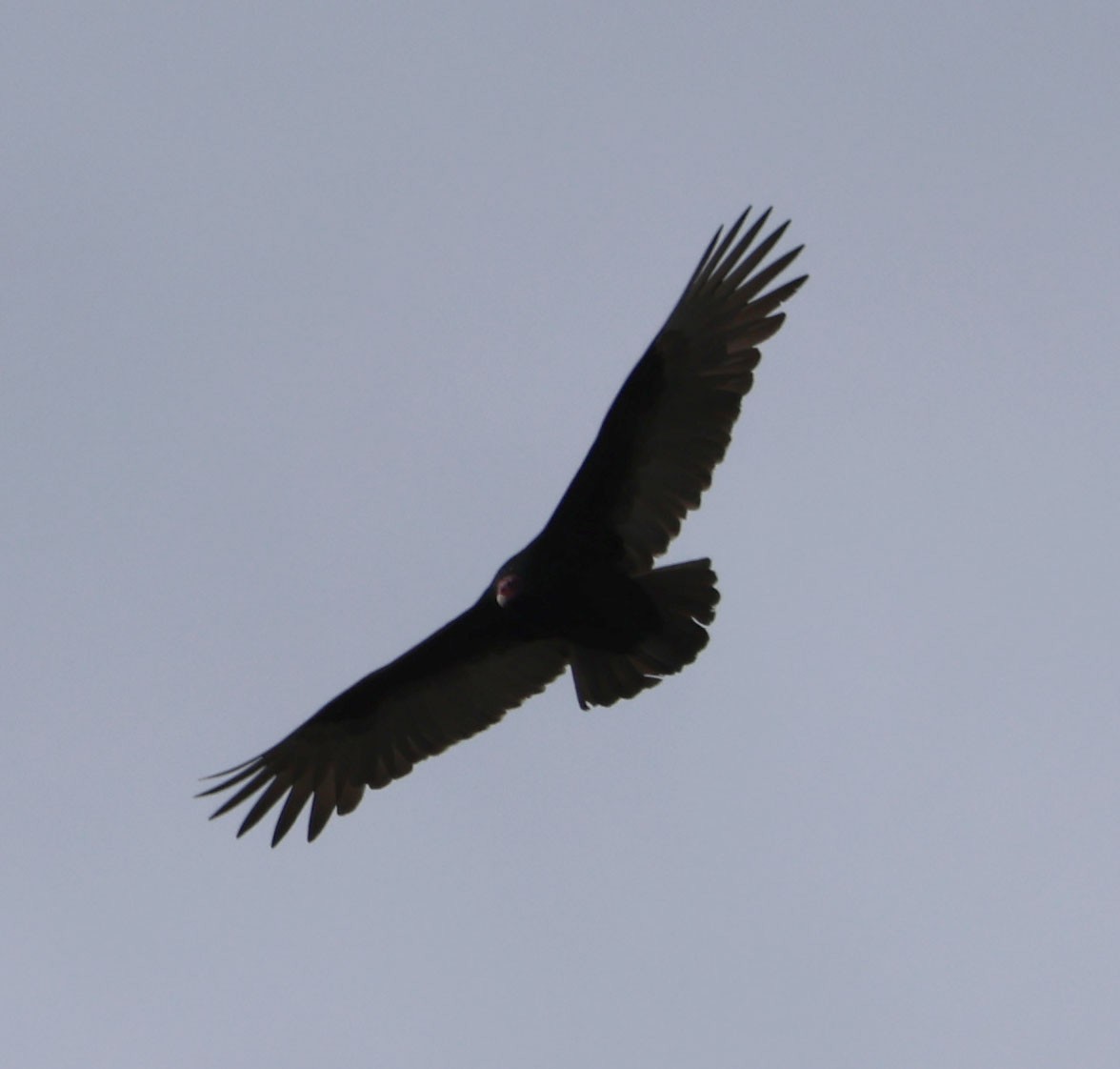 Turkey Vulture - Diane Etchison