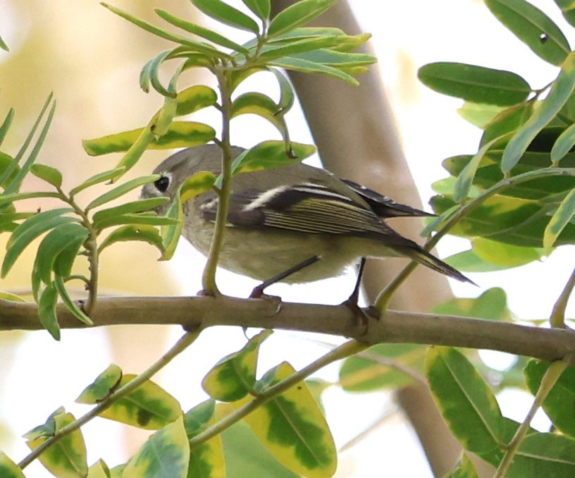 Ruby-crowned Kinglet - Diane Etchison