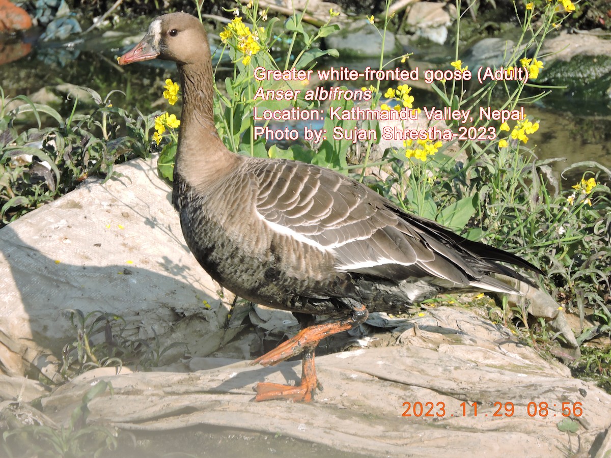 Greater White-fronted Goose - ML611748016