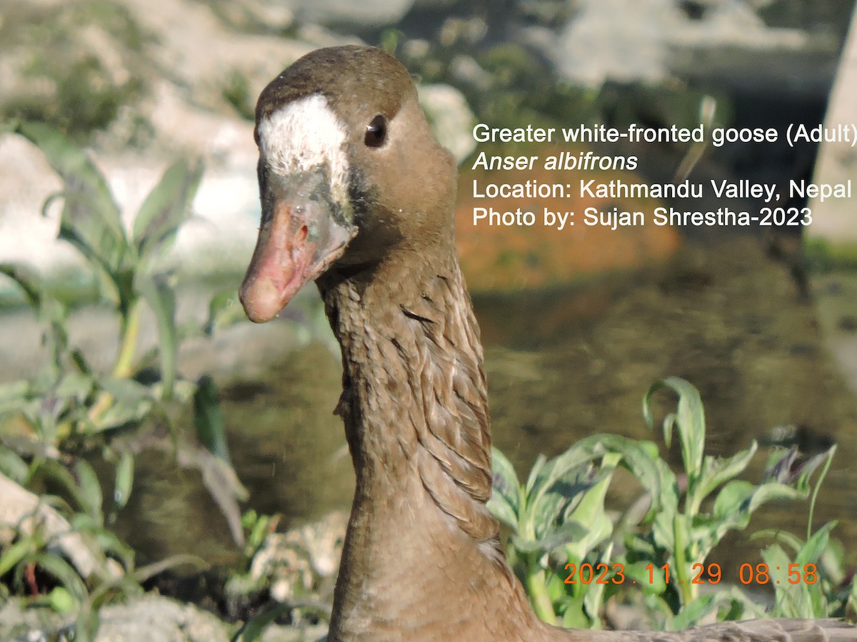 Greater White-fronted Goose - ML611748017