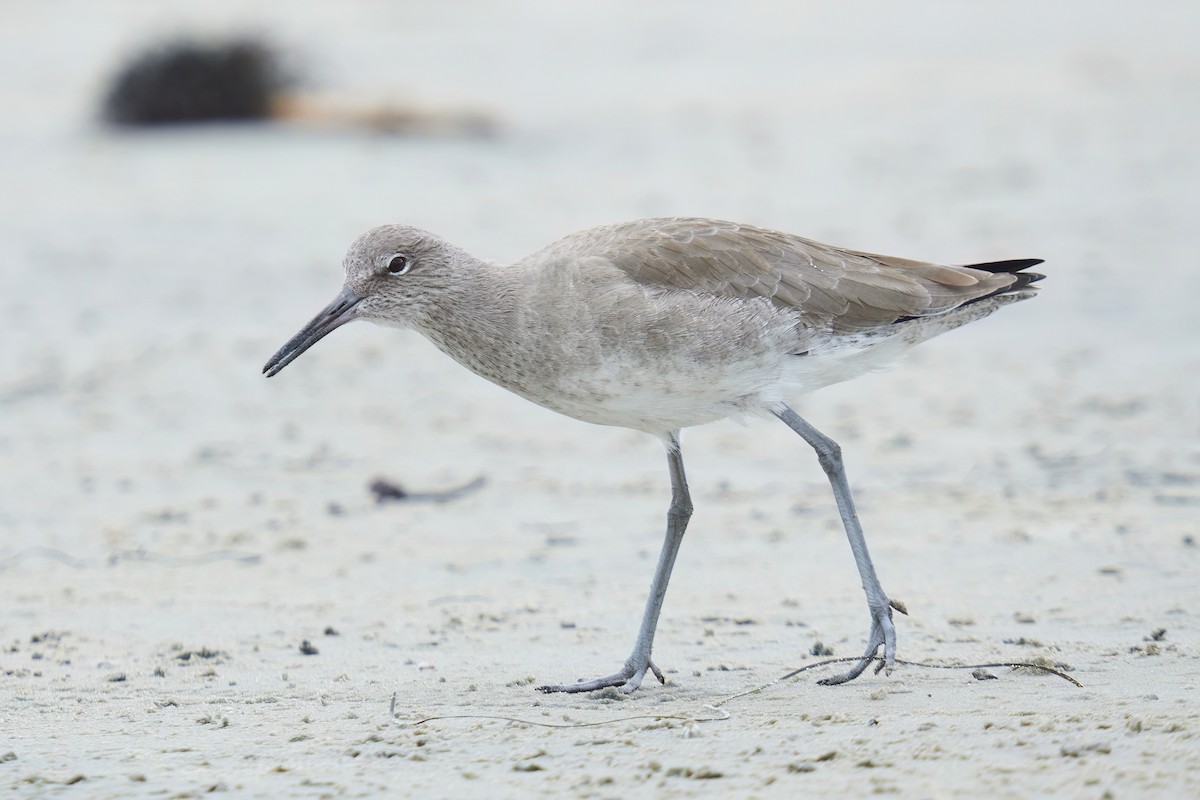 Willet - ML611748027