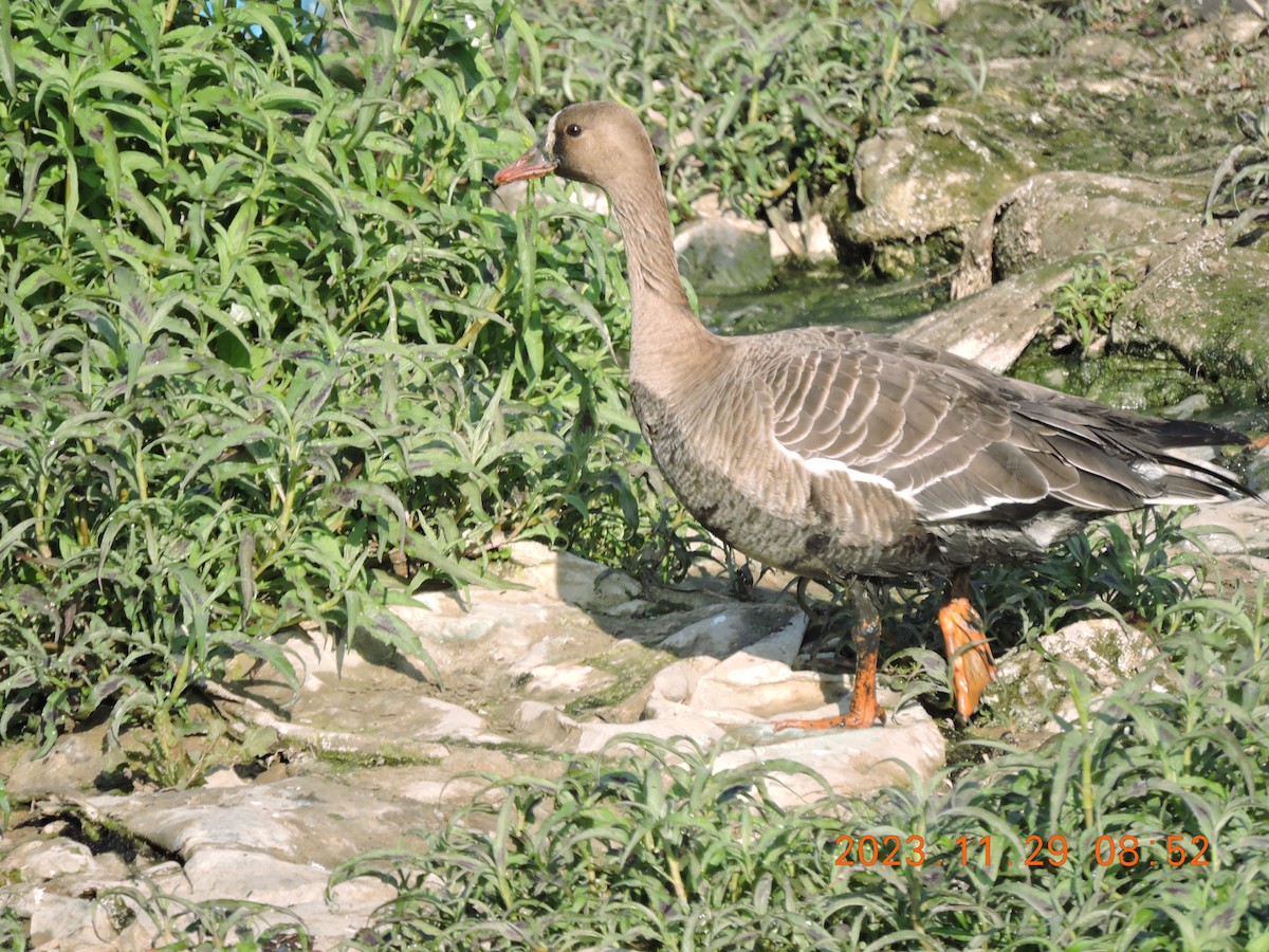 Greater White-fronted Goose - ML611748050