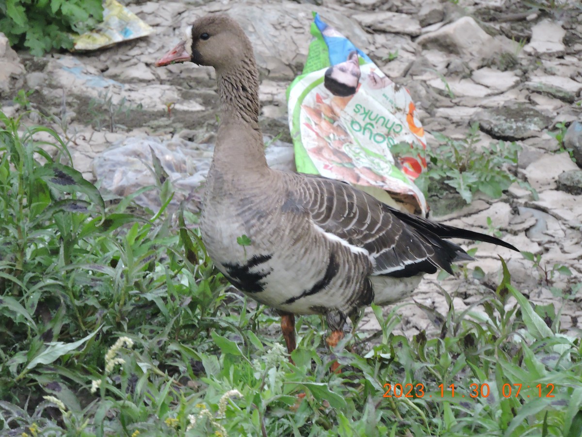 Greater White-fronted Goose - ML611748060