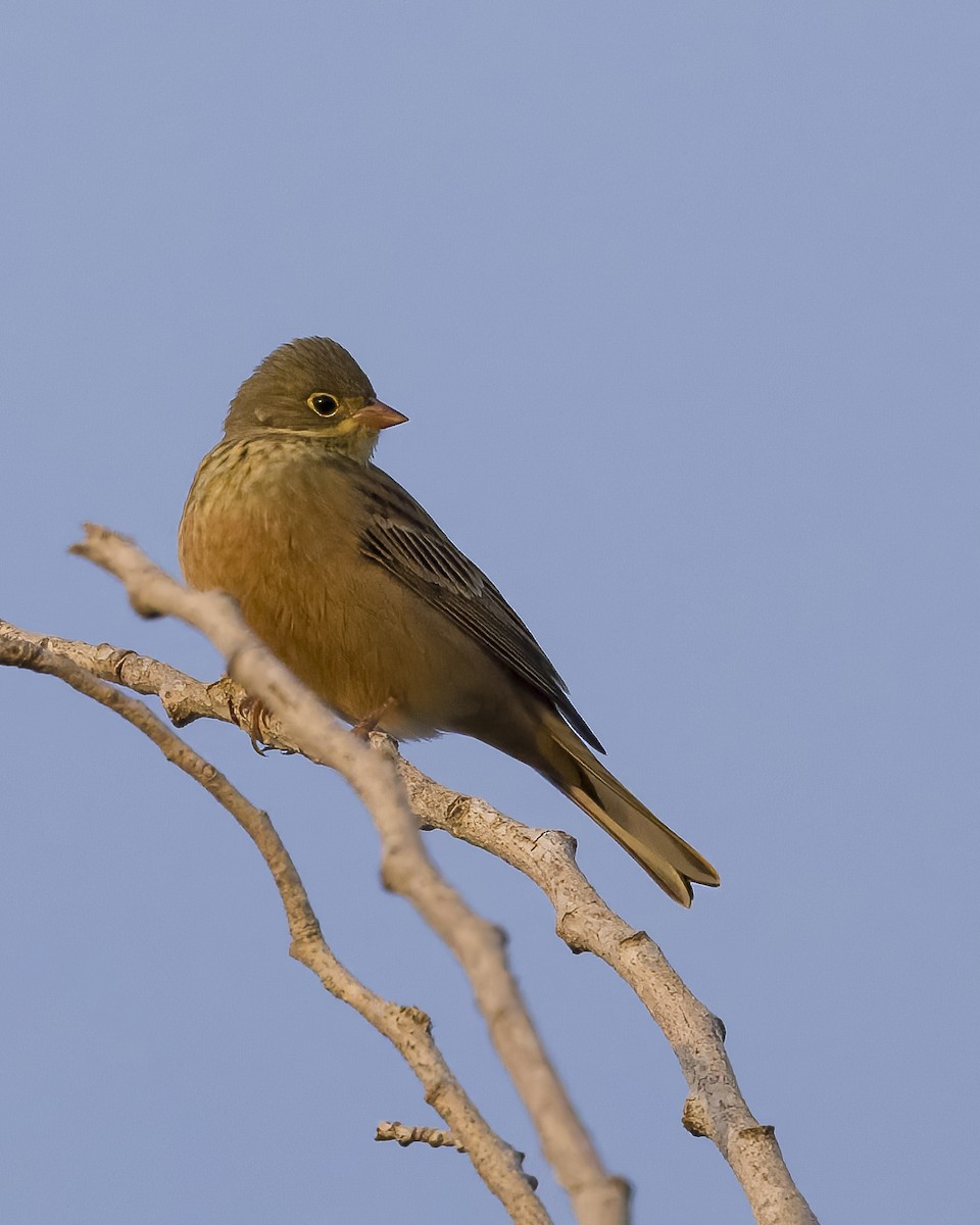 Ortolan Bunting - ML611748292