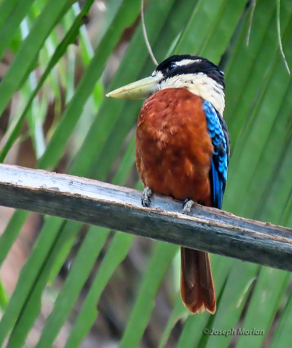 Rufous-bellied Kookaburra - ML611748296