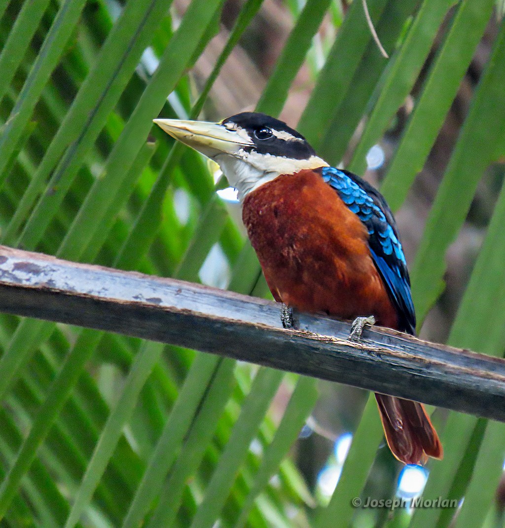 Rufous-bellied Kookaburra - ML611748298