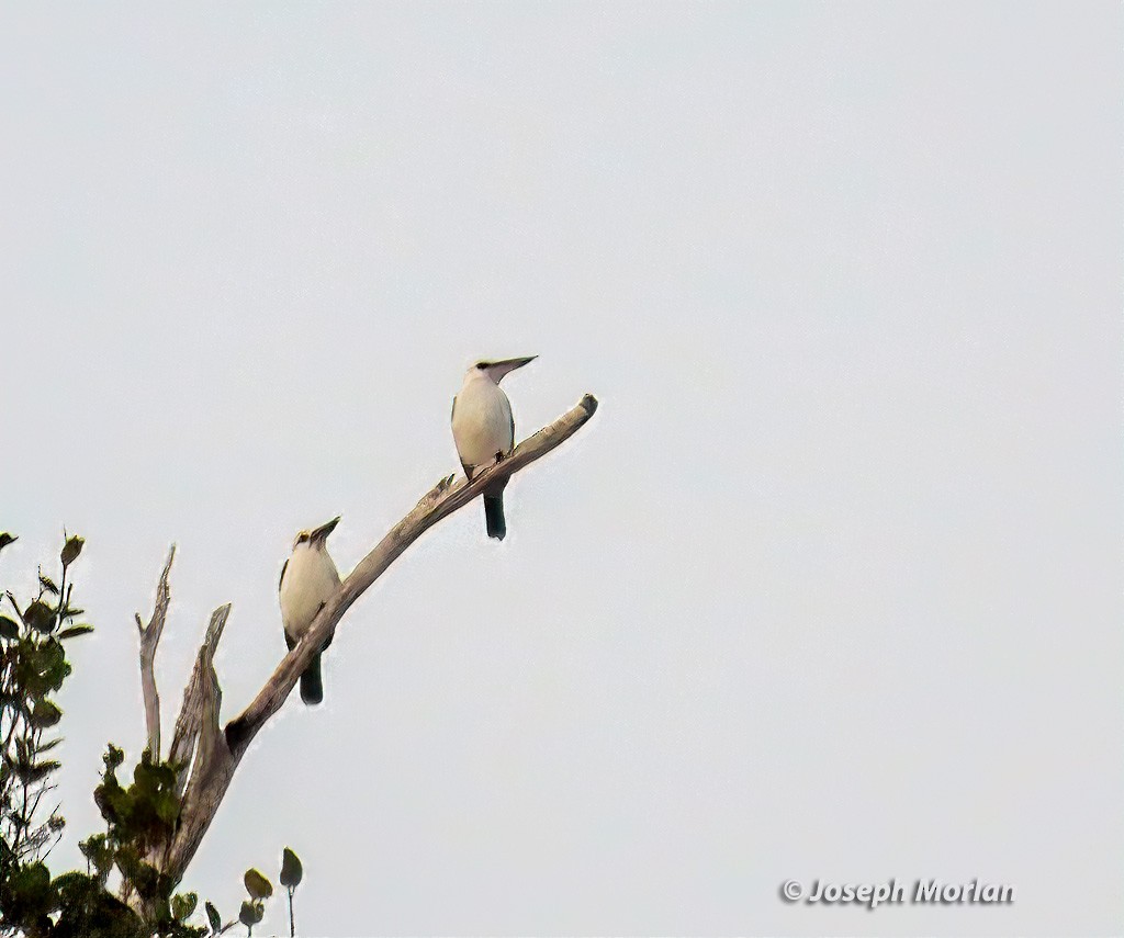 Beach Kingfisher - ML611748301