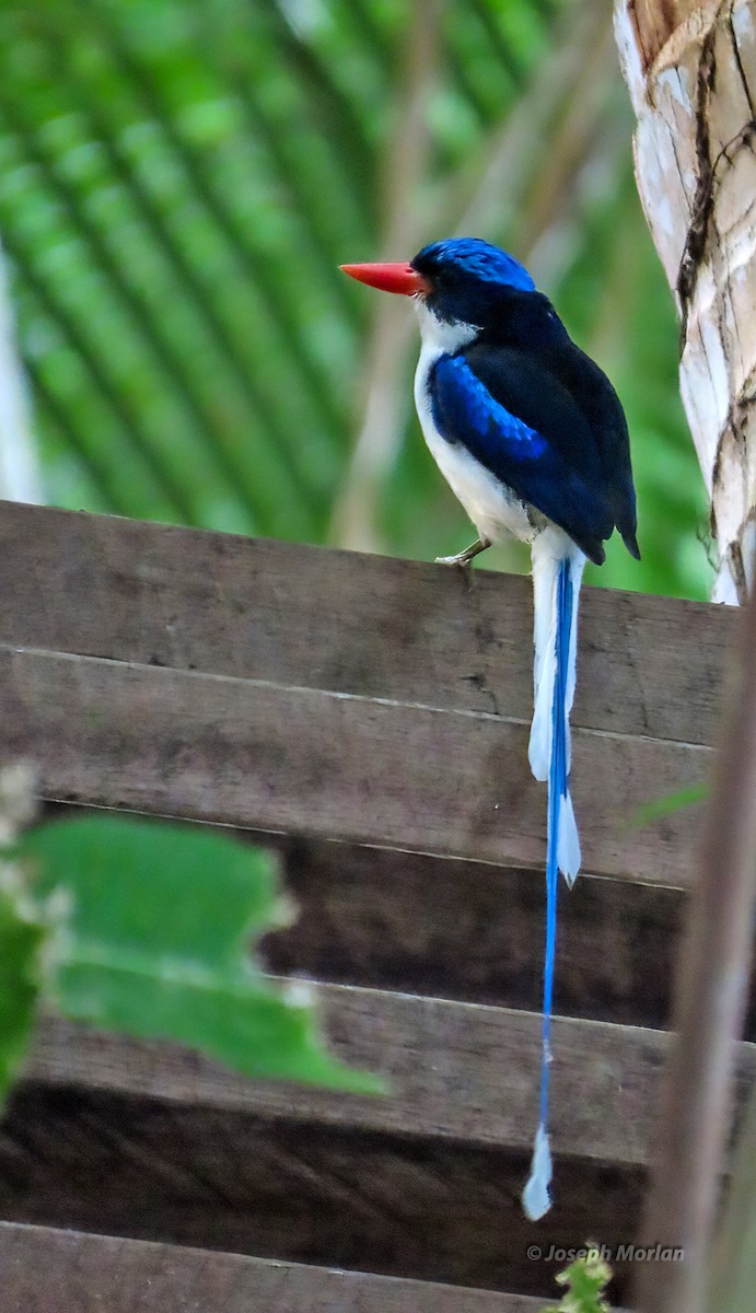 Common Paradise-Kingfisher - ML611748314