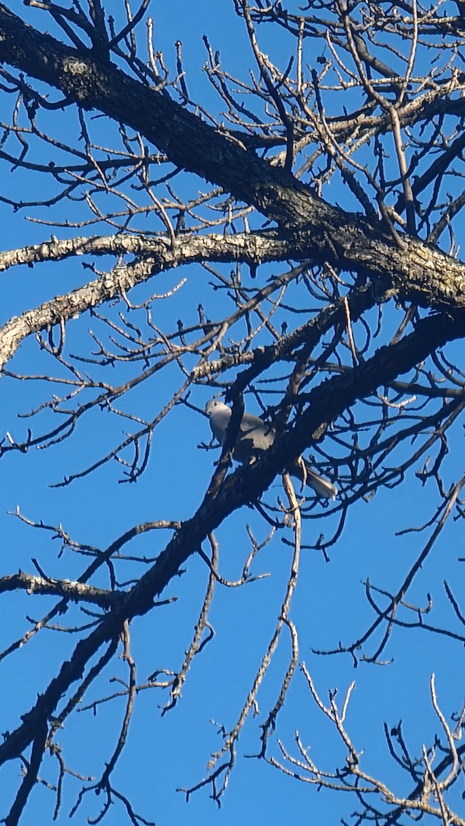 Eurasian Collared-Dove - ML611748331