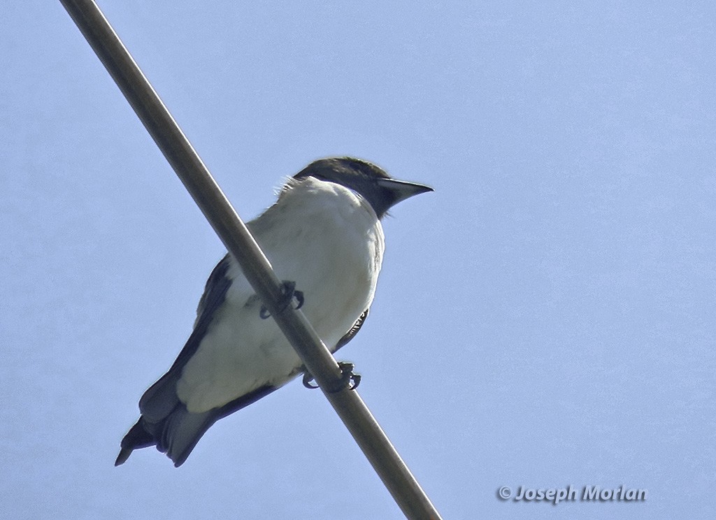 White-breasted Woodswallow - ML611748345