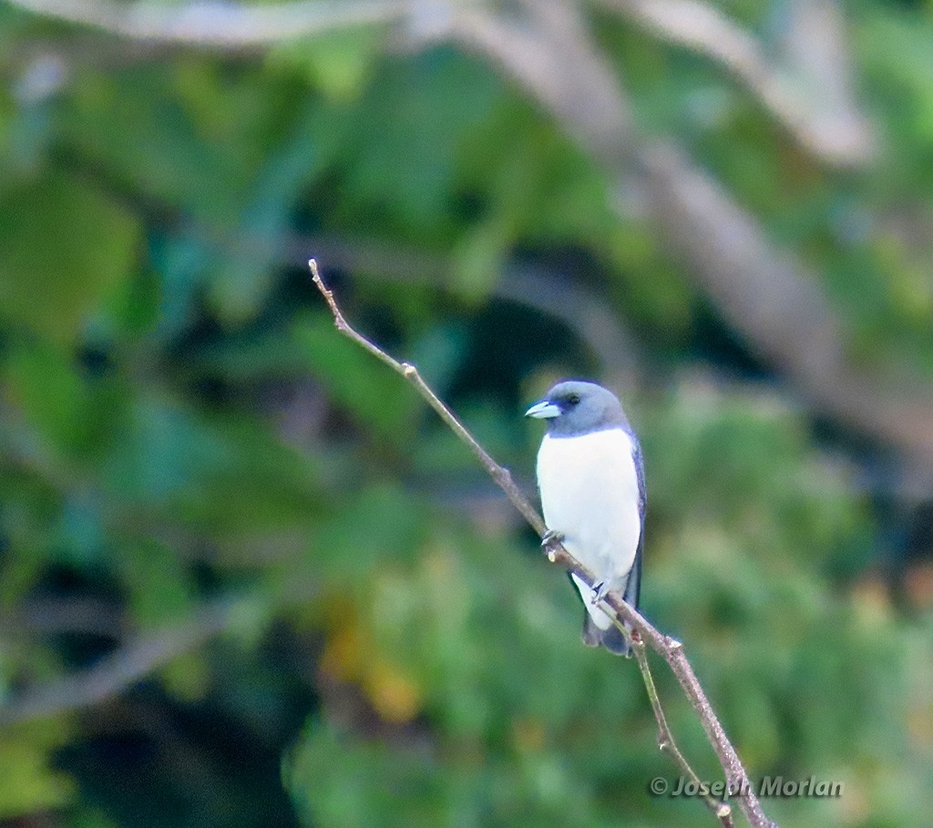 White-breasted Woodswallow - ML611748347