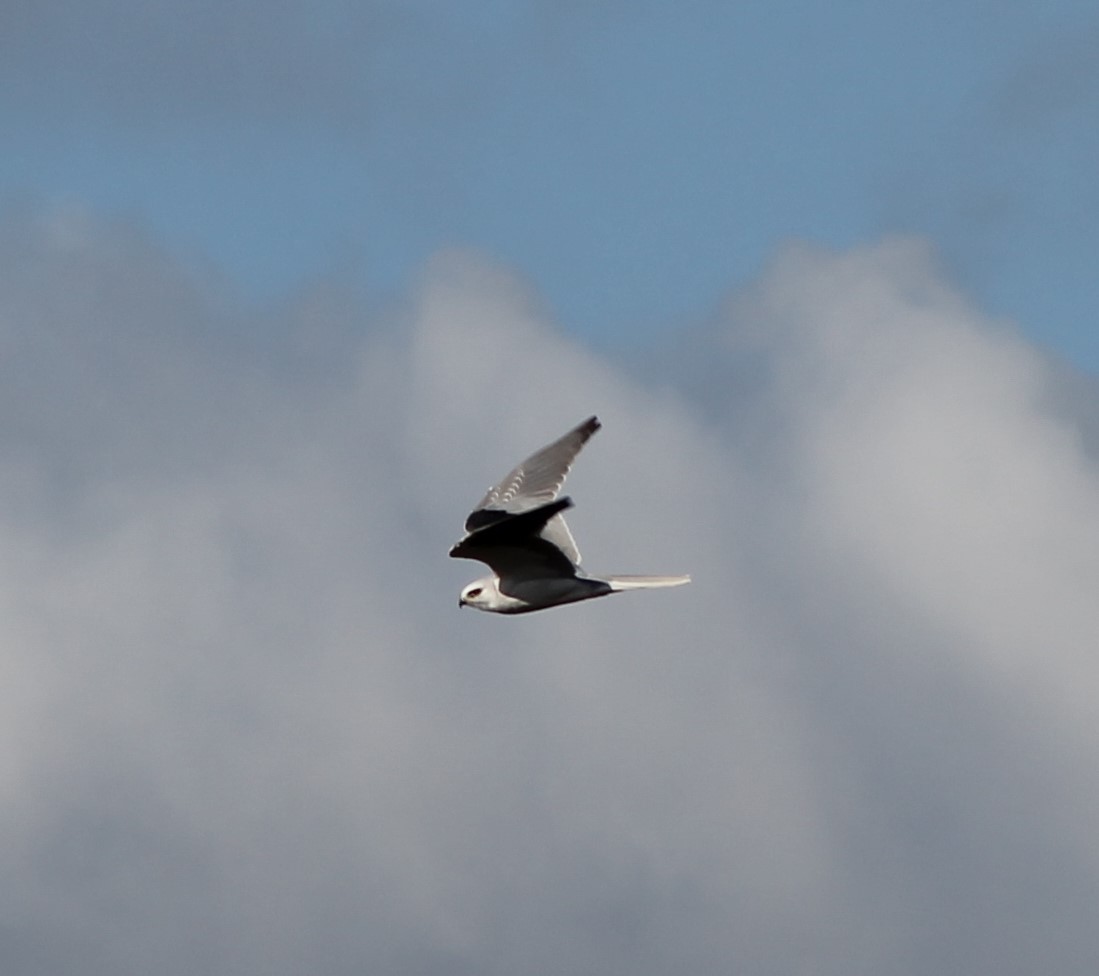 White-tailed Kite - ML611748375