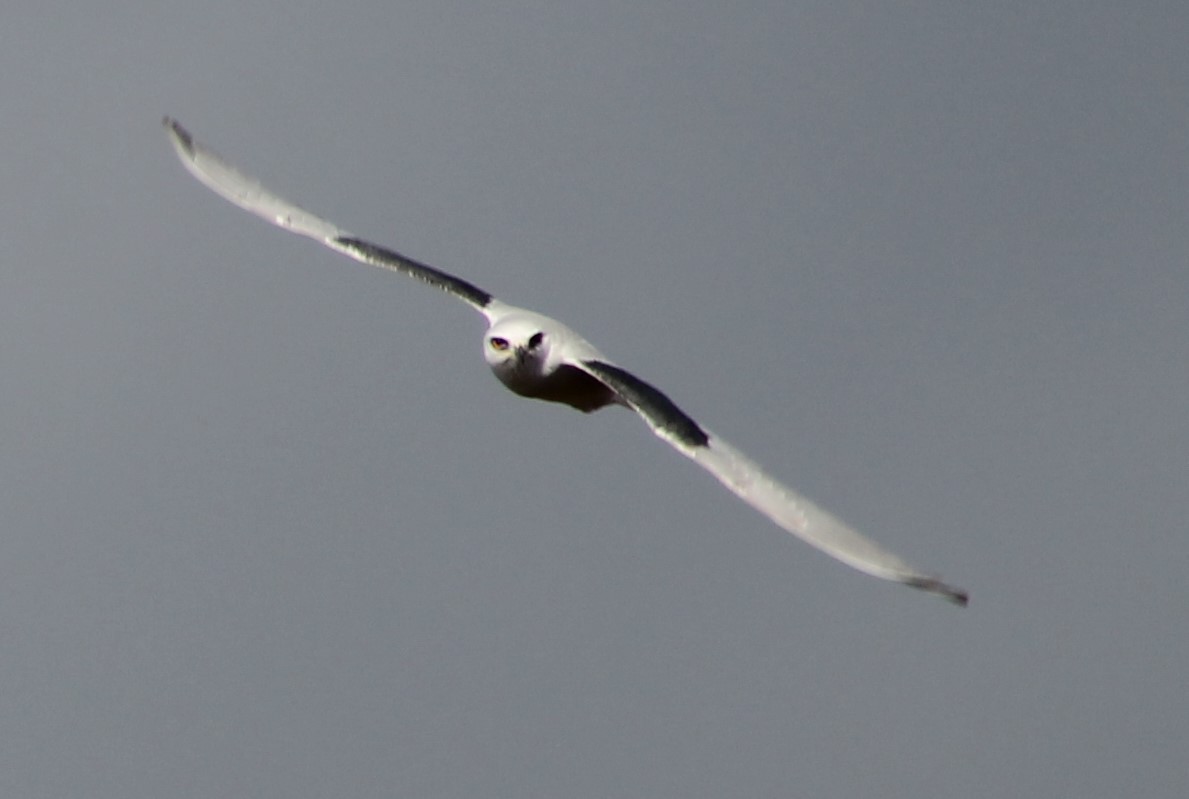 White-tailed Kite - ML611748376