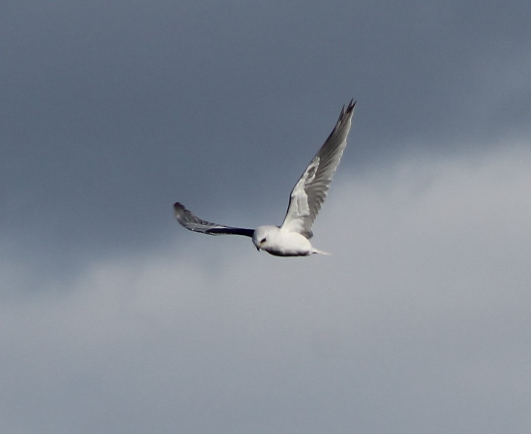 White-tailed Kite - ML611748377