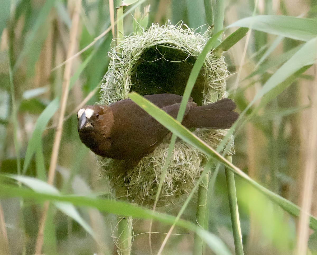 Grosbeak Weaver - ML611748527