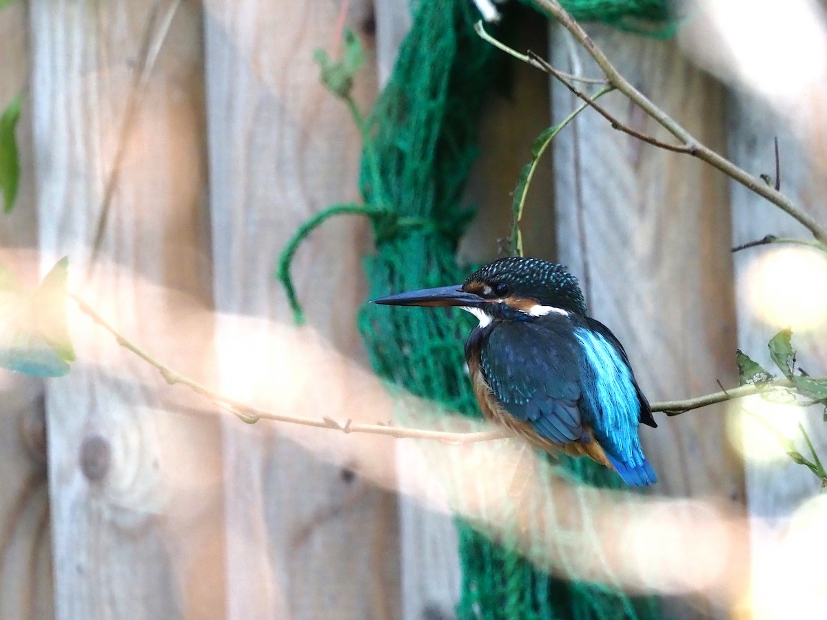 Common Kingfisher - ML611748530