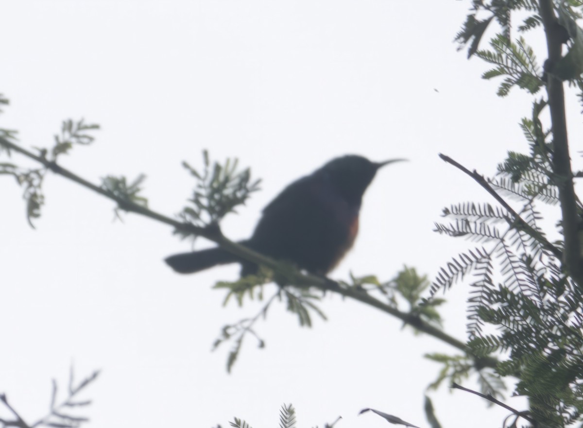 Neergaard's Sunbird - ML611748533