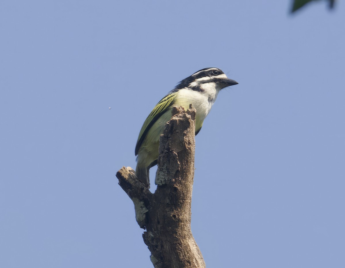 Yellow-rumped Tinkerbird - ML611748539